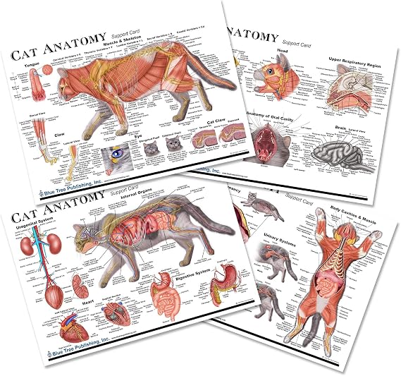 Blue Tree Publishing Cat Anatomy (a4)