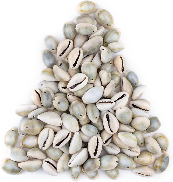 The Bead Chest Drilled Cowrie Shells (Small)