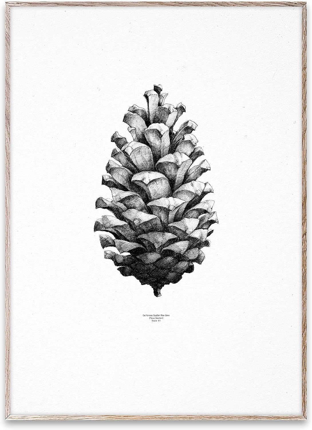 Minimalistic Nature Sketch of Pine Cone Wall Art Print in Black and White 20x28 in - Simple and Realistic Artwork Drawing of Pinecone by artist Form Us With Love from Paper Collective UNFRAMED
