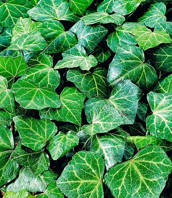 Baldur Garten 3x Hardy Ivy Plant Baltica Plants in 9 x 9 cm Pot Ground cover climbing plant easy to clean low water requirement Hedera helix robust hardy drop-resistant