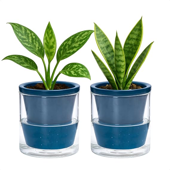 D'vine Dev Self-Watering Blue Terracotta Planter, 4 in, 2-Pack, 37-Y-A-4