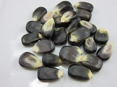 1268-Blue Giant Corn Zea MaysSeeds by Robsrareandgiantseeds UPC0764425788959 Non-GMO,Organic,USA Grower,Farm,Showy,Open Pollinated,Maiz Tostado,Recipe,Flour,Cooking,Native,Sacred Package of 35 Seeds