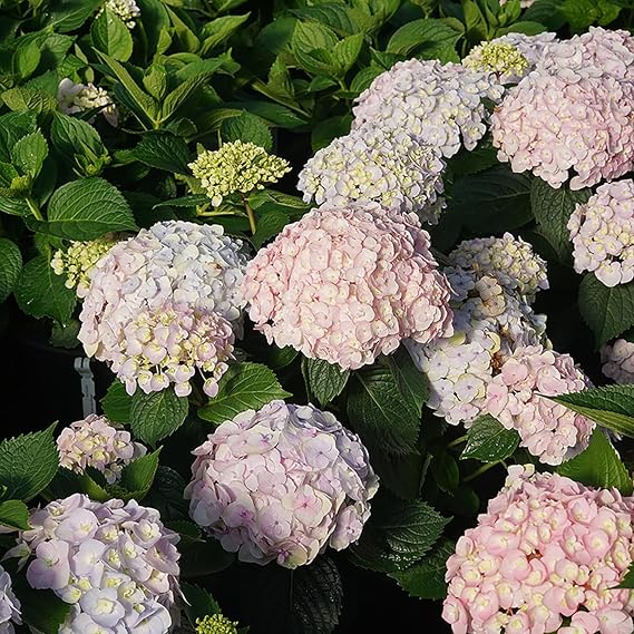 Wee Bit InnocentTM Bigleaf Hydrangea - 4" Pot - Proven Winners