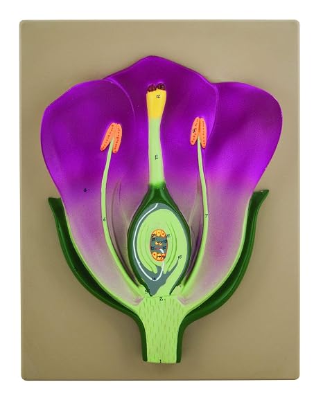 EISCO Typical Flower Model, Three Dimensional, Vertical Section with Hand Painted Details - Mounted on Base, 14" x 9"