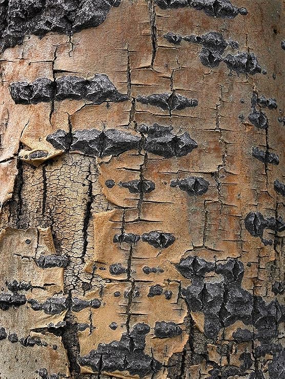 ArtExpert Aspen Bark Ii by Tim Fitzharris - 12x16 Art Print Poster