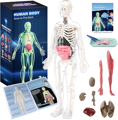 Glow-in-the-Dark Human Body Anatomy Model Science Skeleton Kits Model for Kids Contains 40 Skeleton Toy with Removable Bones and Organs STEM Educational Toys for KidsFestival and Birthday Gifts