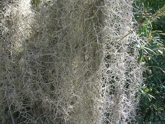 Fresh Spanish Moss for Crafts, displays, Costumes, and Floral Arrangements ... (2lb)